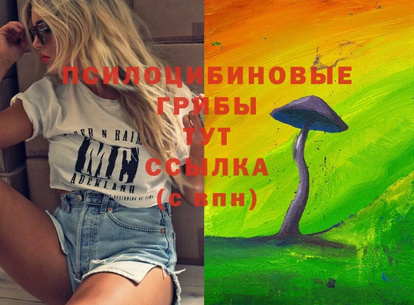 стаф Тайга
